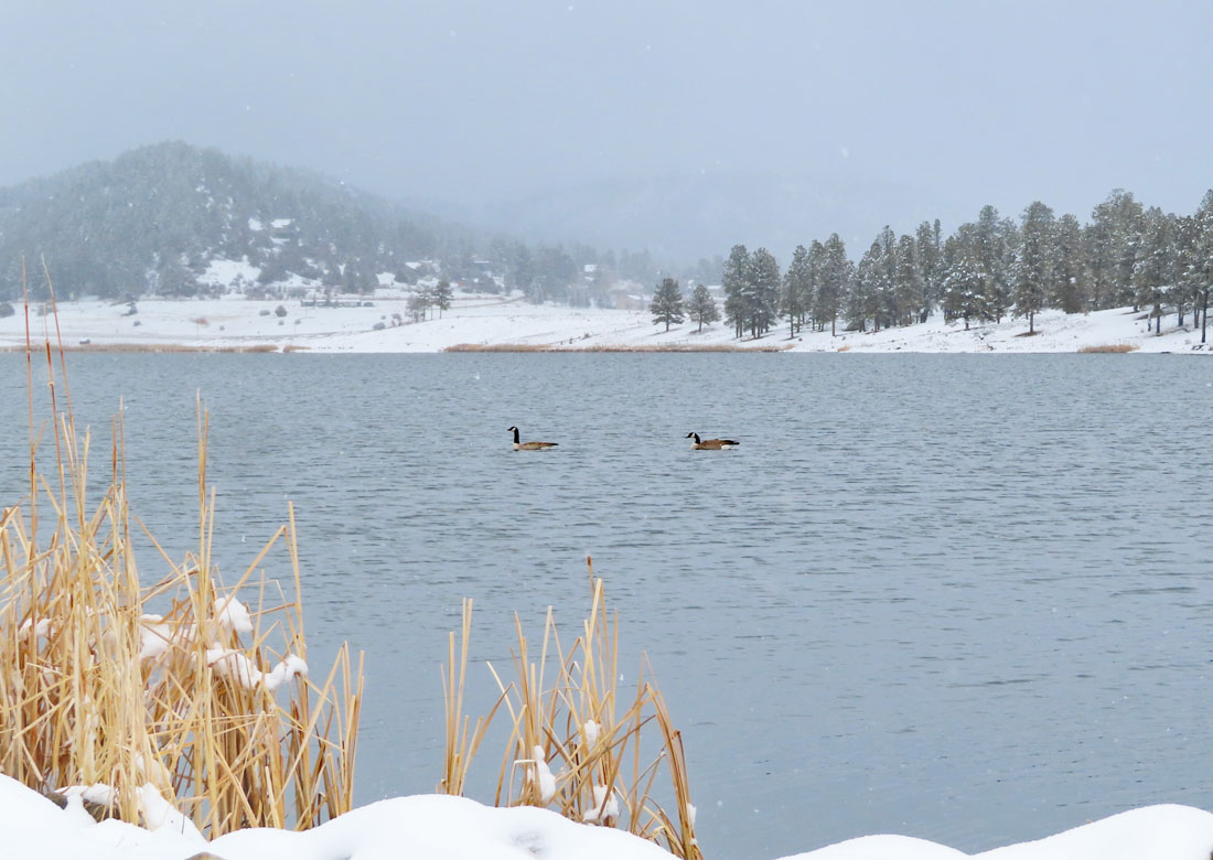 A goose pair hanging out at Echo Canyon Reservoir – pic taken 3/14/2024