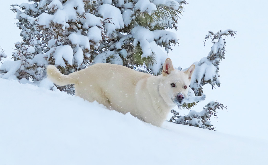 Pagosa Weather pup, Tommy, wishes we had snow all year long! – pic taken 3/15/2024