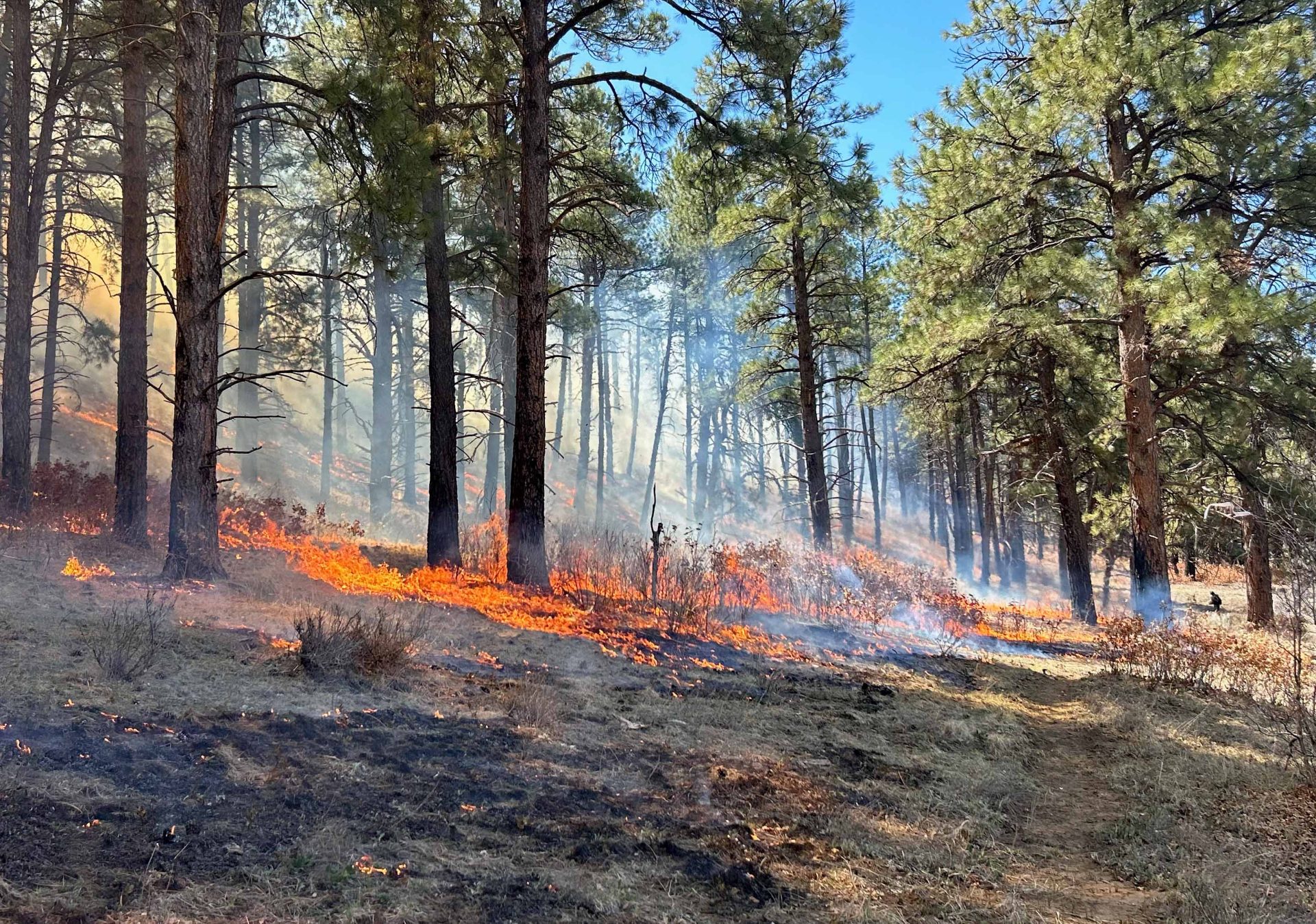 Fire burning under trees