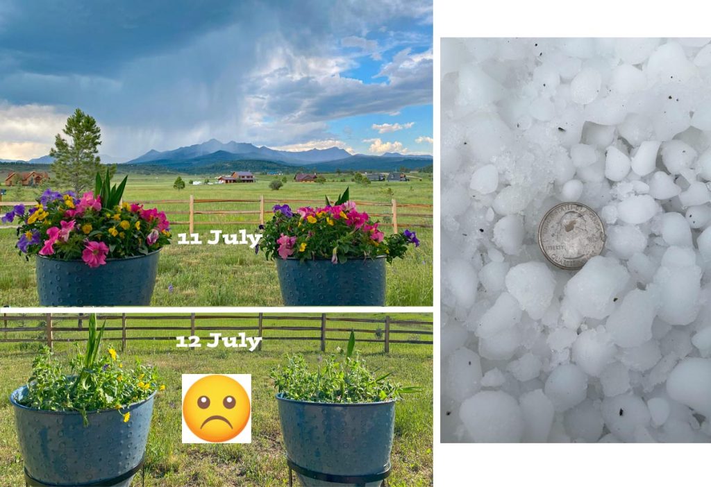 “Slow-movers”… 3 Arleen is in mourning today after her beautiful flowers were decimated by quarter-size hail.