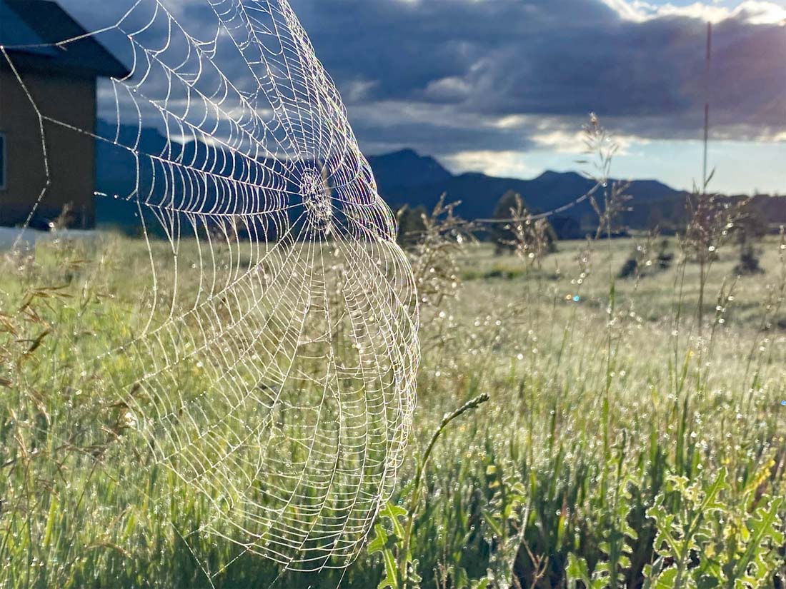 A spider web covered in morning dew – pic taken 6/28/2024
