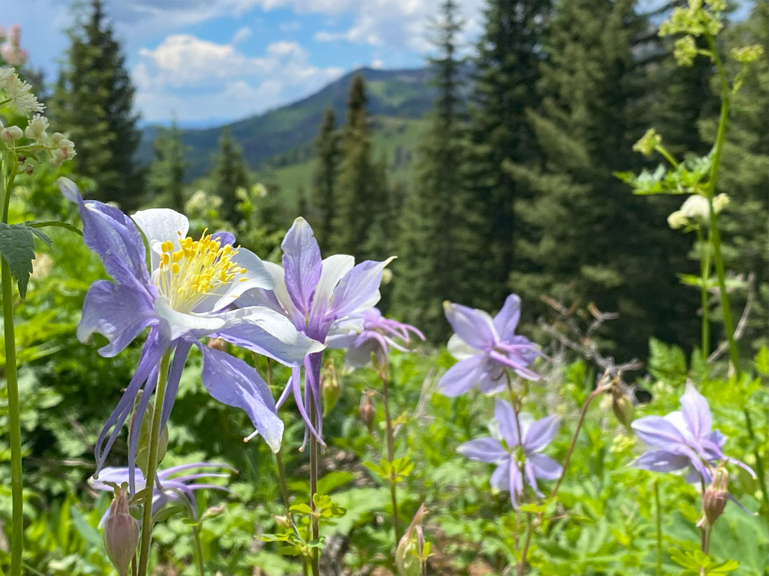 Flowers are poppin’ in the high country!  This is our state flower – pic taken 7/3/2024