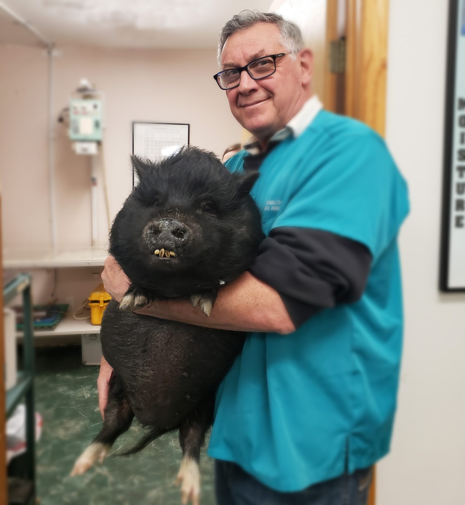 man holding pig