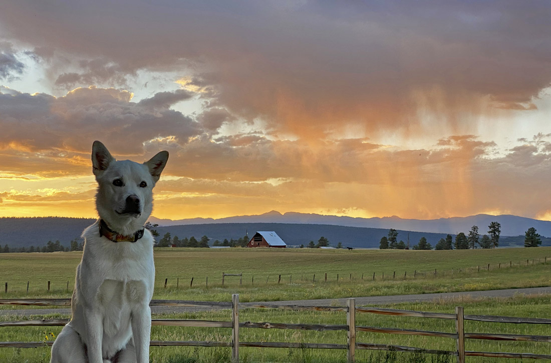 Tommy appreciates our fantastic sunsets too! - pic taken 8/30/2024
