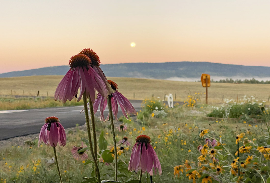 Despite the frost, the flowers are trying hard to hang on - pic taken 9/18/2024