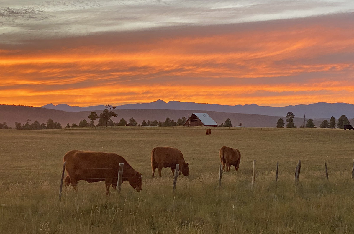 Our neighbors at sunset last night - pic taken 9/19/2024