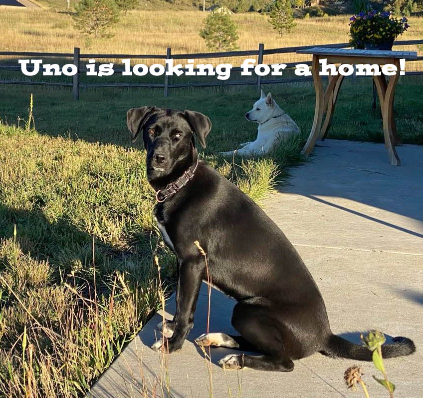 A spotty shower or thunderstorm today – nice for a while… 2 Come meet Uno!