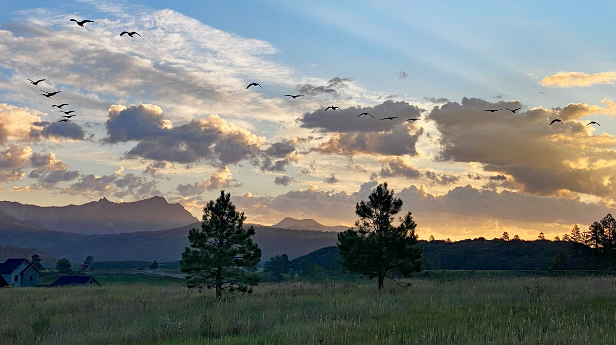 Geese flying through a pretty sunrise - pic taken 9/8/2024