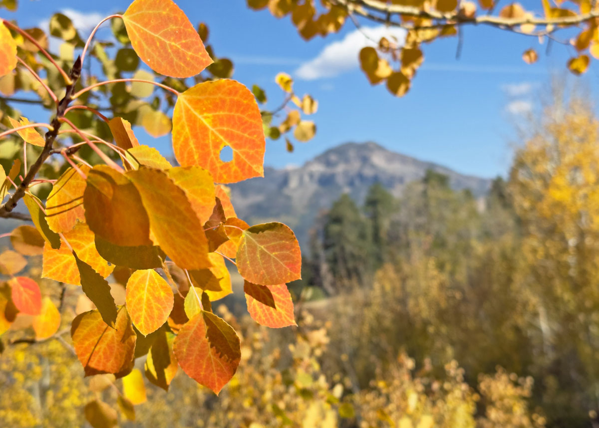 Enjoy the fall colors while you can! – pic taken 10/8/2024