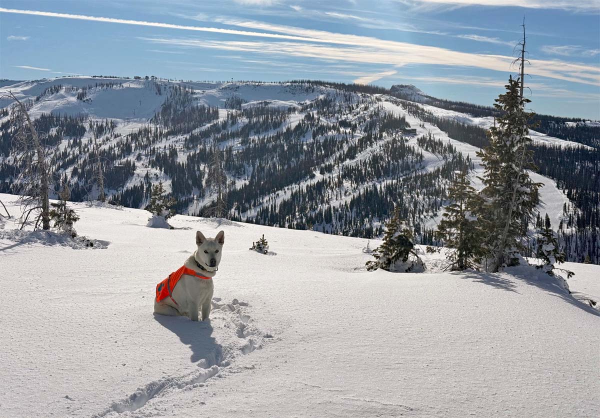 Happy snow pup admiring a great view of Wolf Creek – Pic taken 11/10/2024