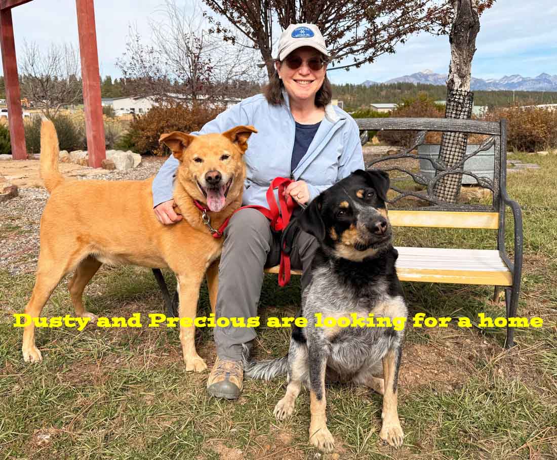 Dusty and Precious would love to be part of your family!  Sadly their people had to go into assisted living. These wonderful pups are available for adoption at the Humane Society. 