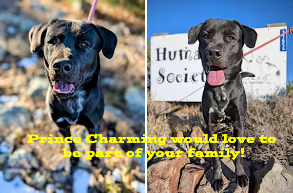 Prince Charming is a young lab mix looking for a home at the Humane Society of Pagosa Springs. This guy is smart, eager, and affectionate!