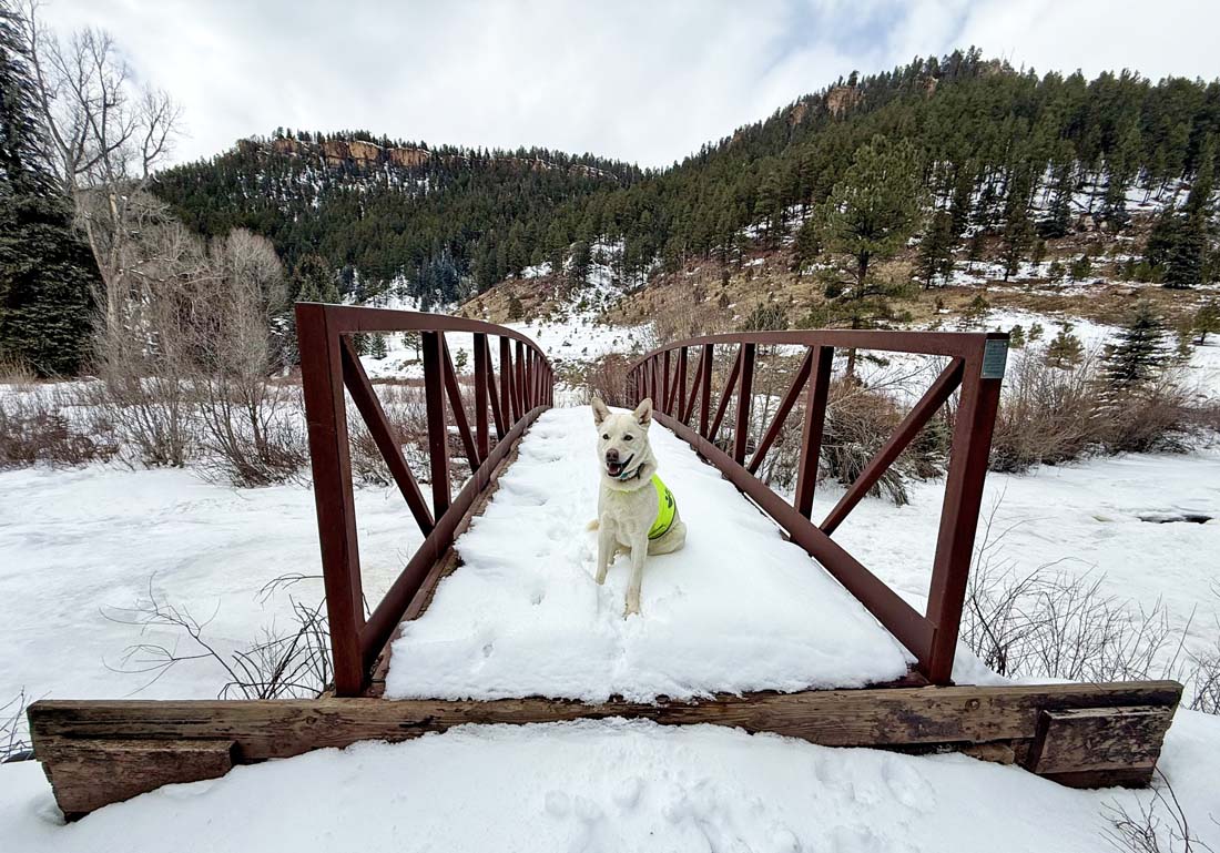 Happy pup on the Piedra River Trail yesterday! – pic taken by Arleen on 2/20/2025