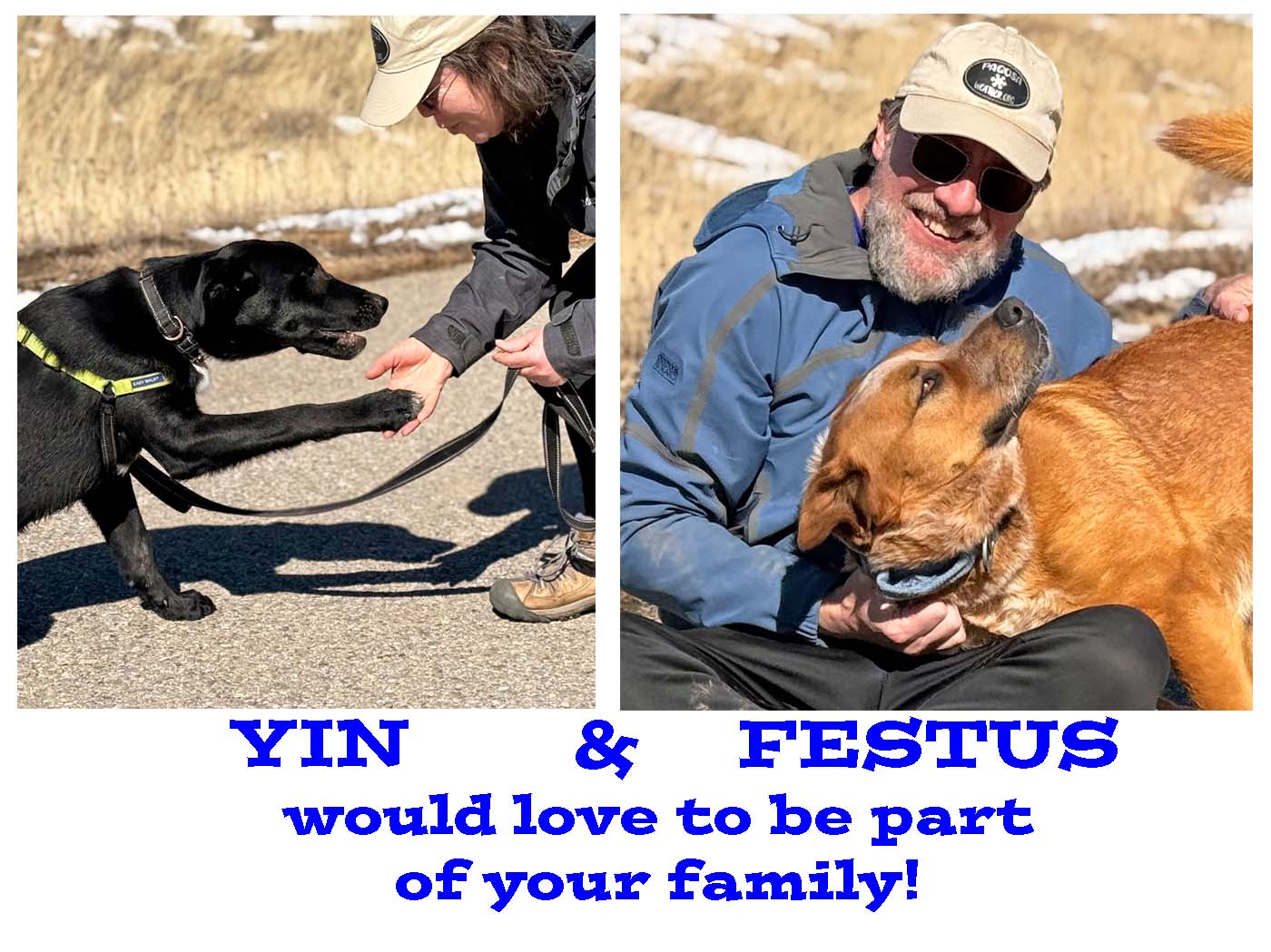 Yin and Festus would love to be part of your family! Yin is a youngster who is eager to please and quite smart. Festus is my favorite pup! Once you earn his trust, he’s a lot of fun, goofy, obedient, and will be your best friend. Please contact the Humane Society of Pagosa Springs for more info. – pics taken 2/23/2025