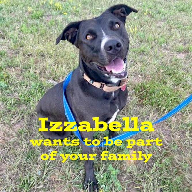 IZZABELLA has been at the Humane Society since Oct 2022 – nearly 2 and a half years! She’s obedient and smart. She knows sit, stay, high five, lay down, and is easy to walk. Give this girl a chance and you’ll have a fantastic friend!
