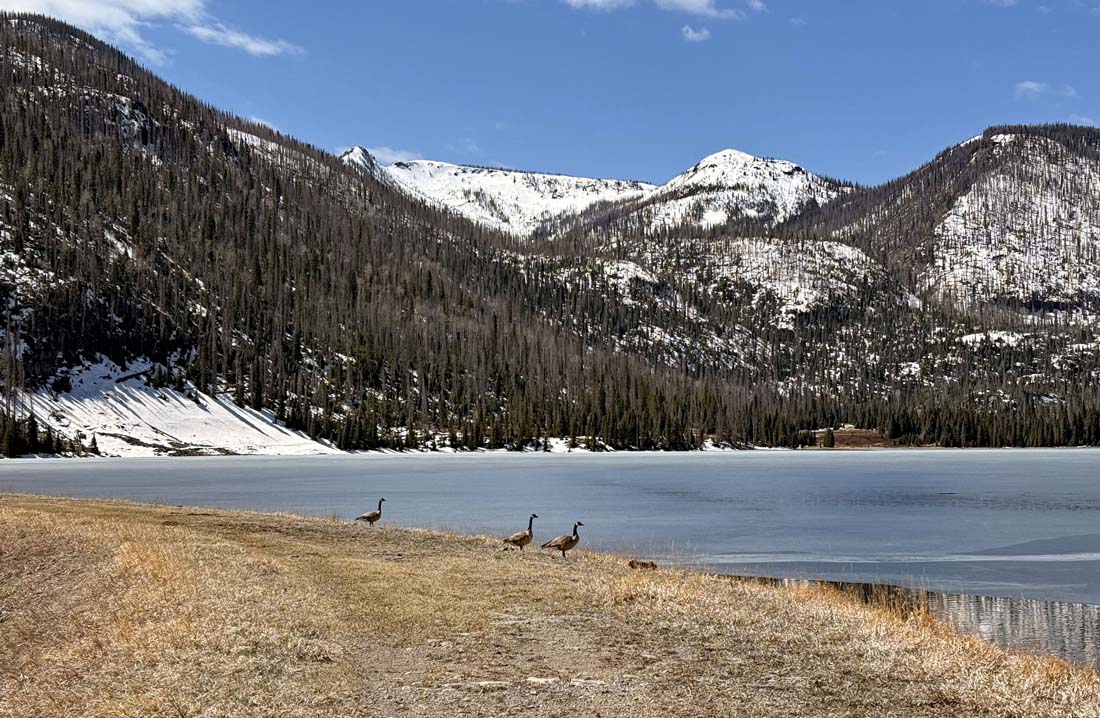 Geese hanging out at the lake – pic taken 4/15/2025