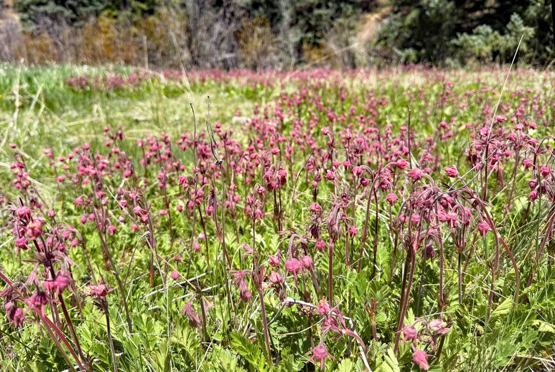 Prairie Smoke and other spring flowers are peaking in some places – pic taken 5/15/2025 by Arleen
