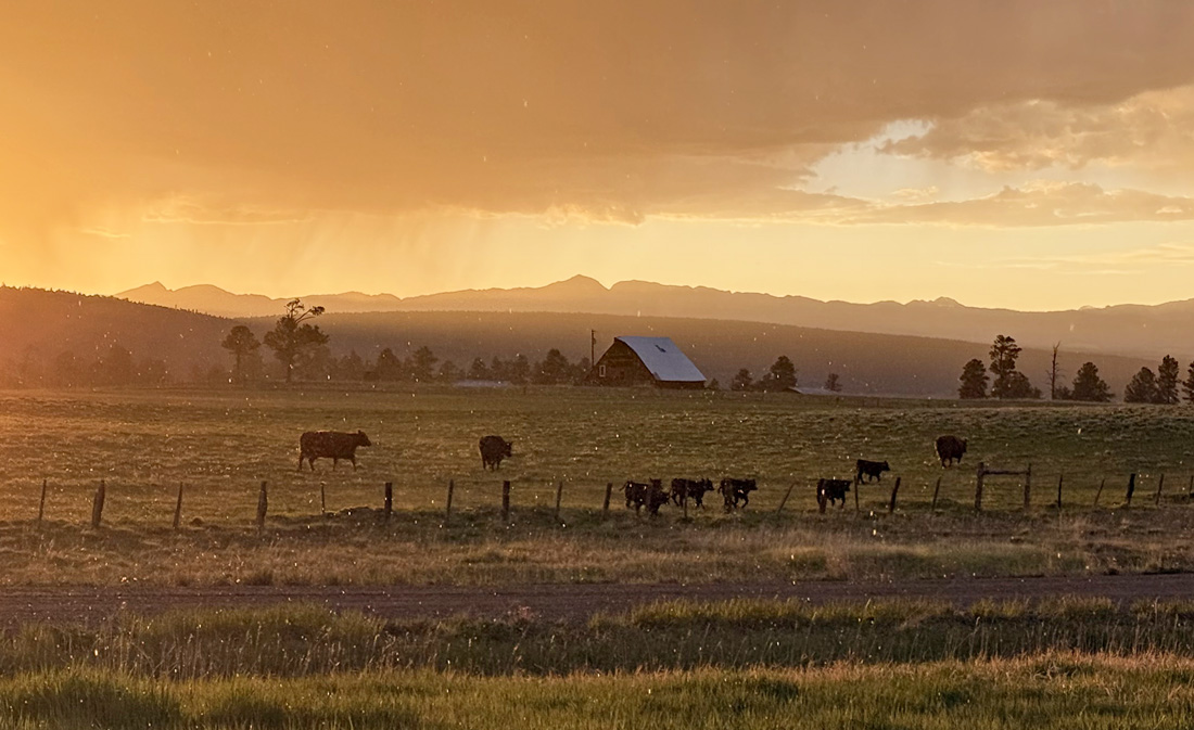 Cows in a golden sunset and some falling raindrops – pic taken 5/30/2025