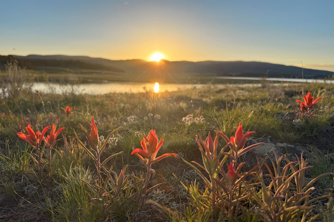 Pretty flowers in a sunset glow at La Jara Reservoir, Colorado – pic taken 6/13/2025
