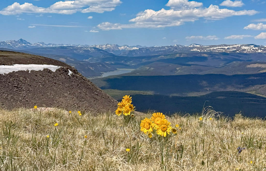 Old-man-of-the-mountain flowers are always a treat in the high country – pic taken 6/20/2025