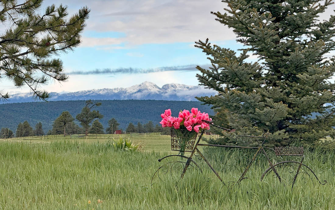 Fresh June snow on the mountains – pic taken 6/5/2025