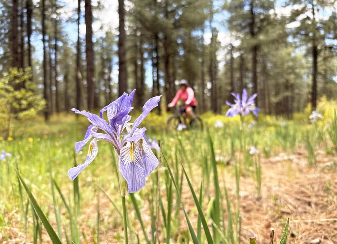 Wild iris with wild Arleen zipping by – pic taken 6/7/2025
