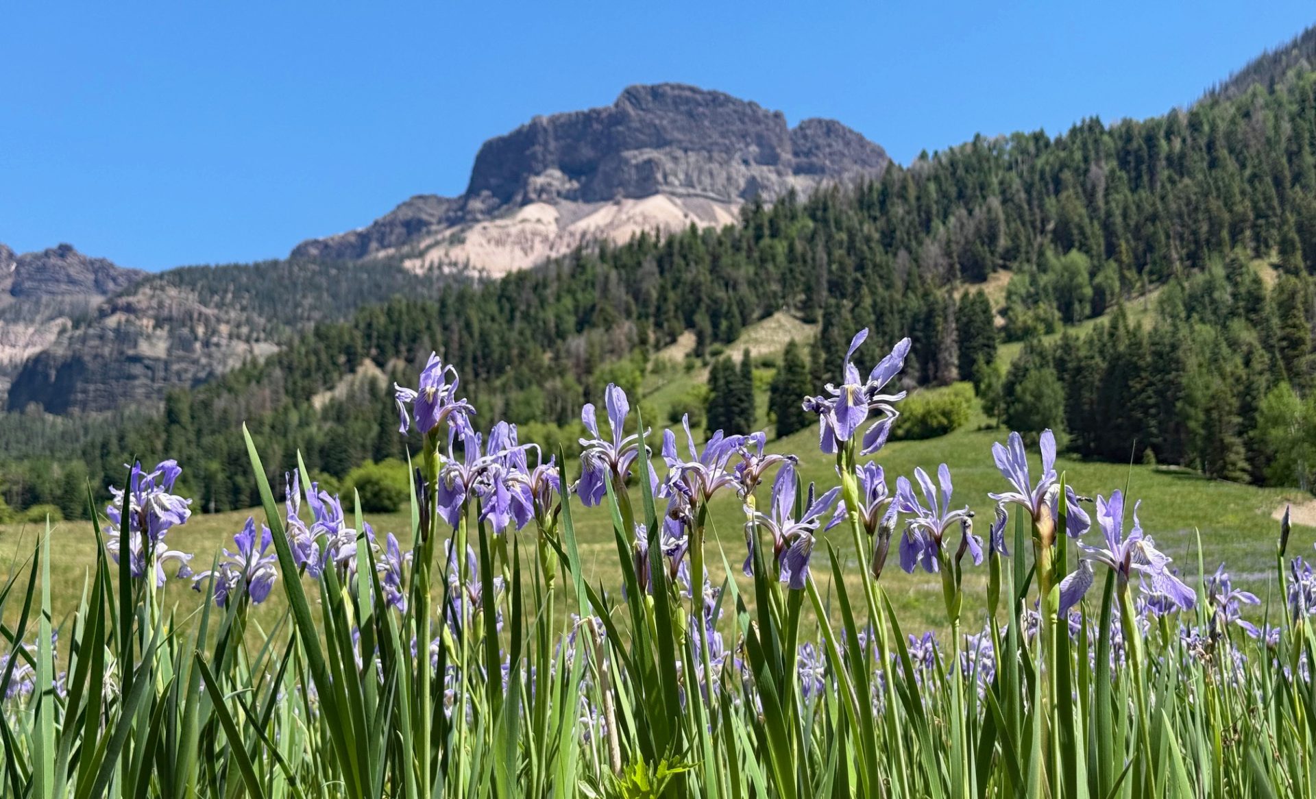 Purple flowers in front of mountain ridge