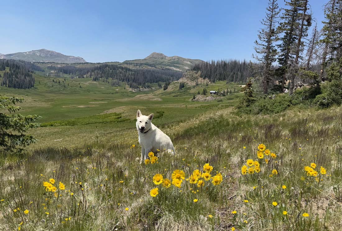 The flowers have been beautiful in the high country – Pic taken 7/11/2025