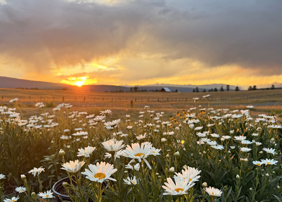 Another gorgeous Pagosa Country sunset! – Pic taken 7/30/2025