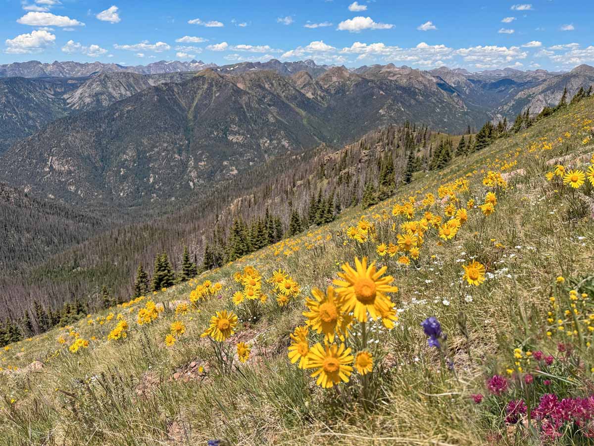 Lots of flowers in the high country! – Pic taken 7/6/2025