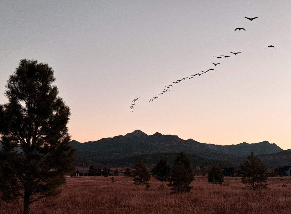 Geese flying overhead during the sunrise walk – pic taken 10/3/2025