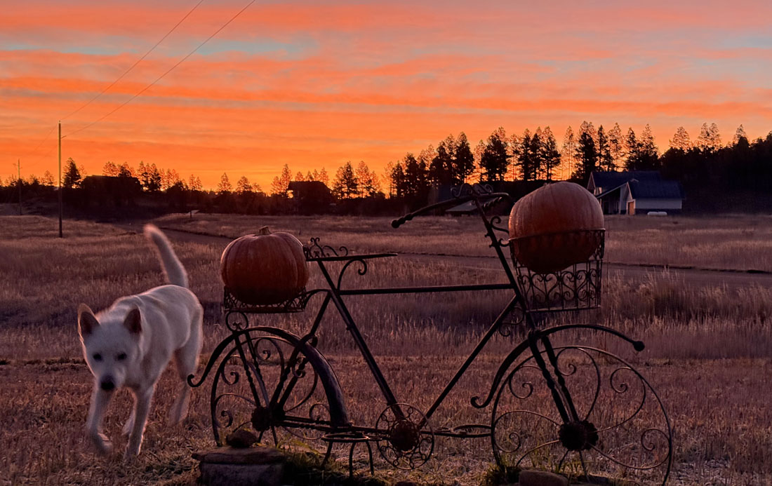 The morning walks are chilly but often gorgeous. Tommy photo-bombed me again! – Pic taken 11/1/2025