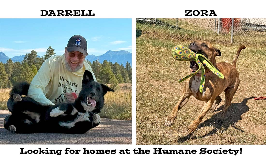 Darrell and Zora are looking for homes at the Humane Society of Pagosa Springs. I really enjoy hanging out with both of these fun pups. I’d love to see them get homes!