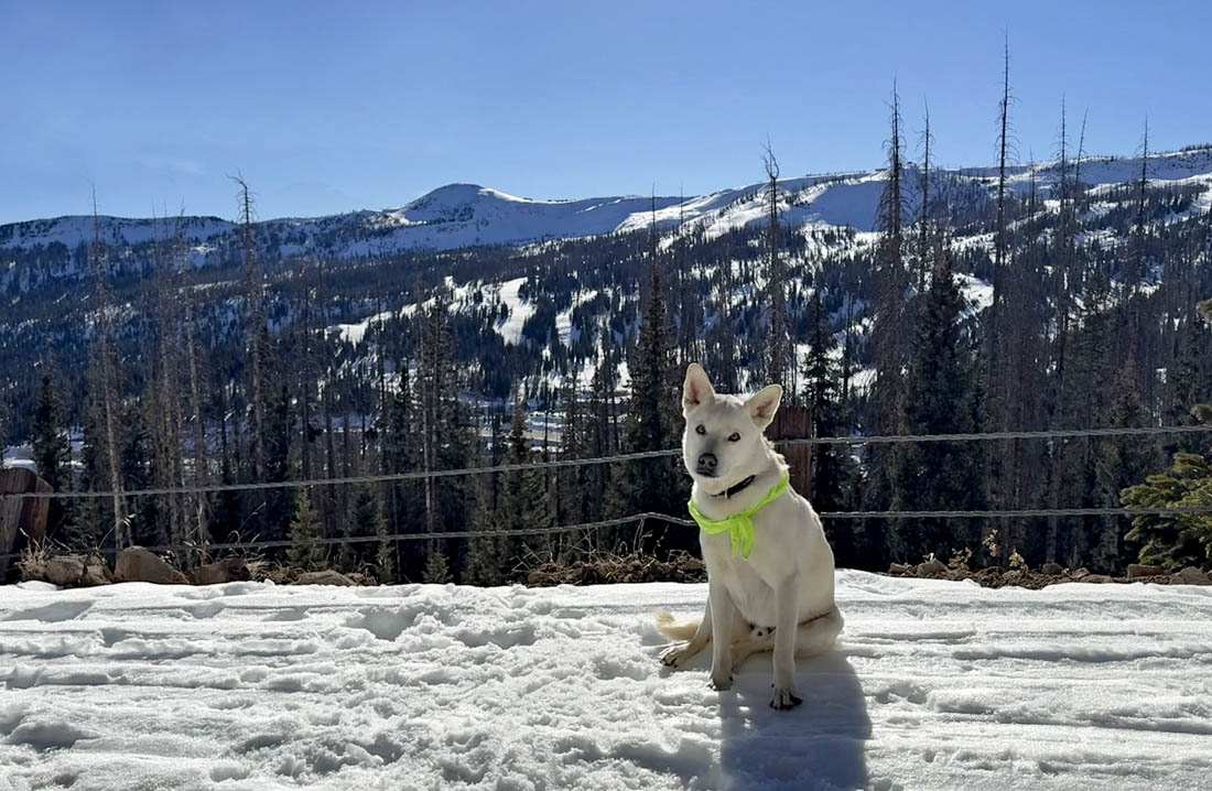 Tommy had a fun snow adventure up by Wolf Creek! – Pic taken 12/16/2025 by Arleen