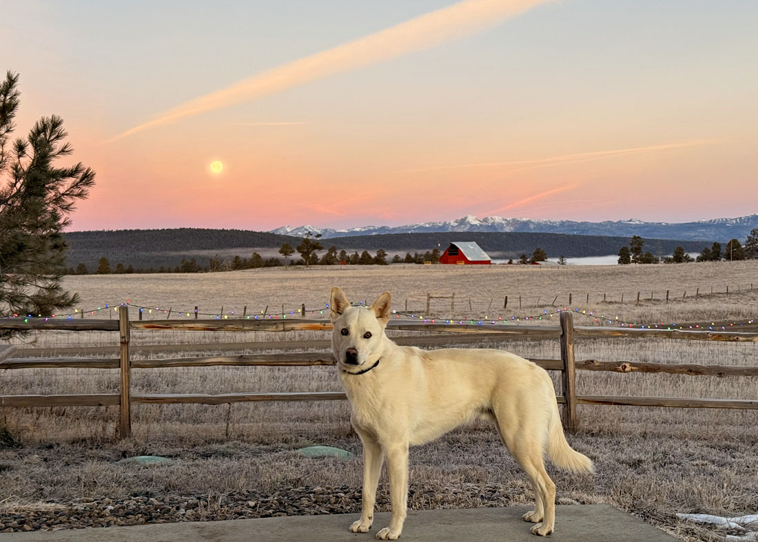 A colorful sunrise, a big bright moon, and Pagosa Weather mascot Tommy!  – Pic taken 1/3/2026