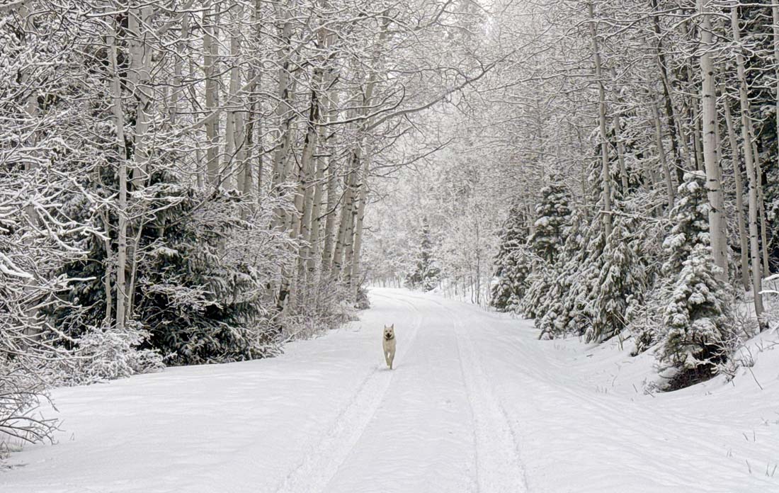 Just a couple of inches of fresh snow can make our forest magical. Tommy loves it too! – Pic taken 2/14/2026