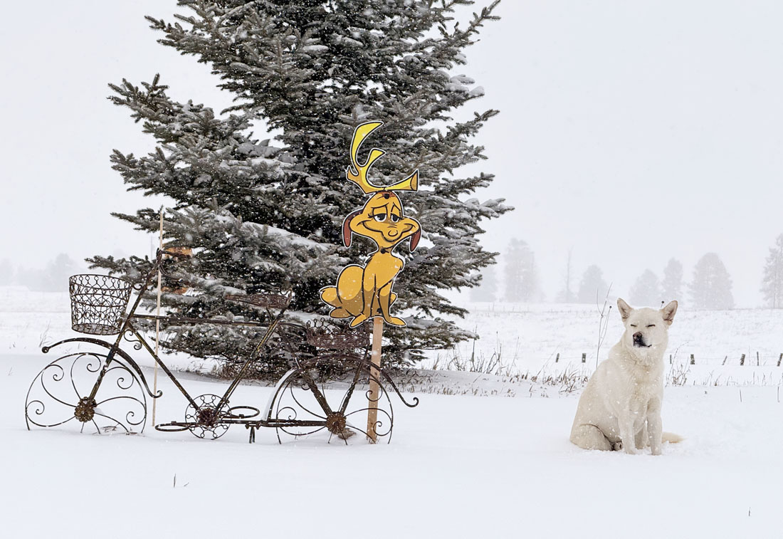 It finally looks like winter! Tommy wasn’t too thrilled to pose. – pic taken 2/18/2026