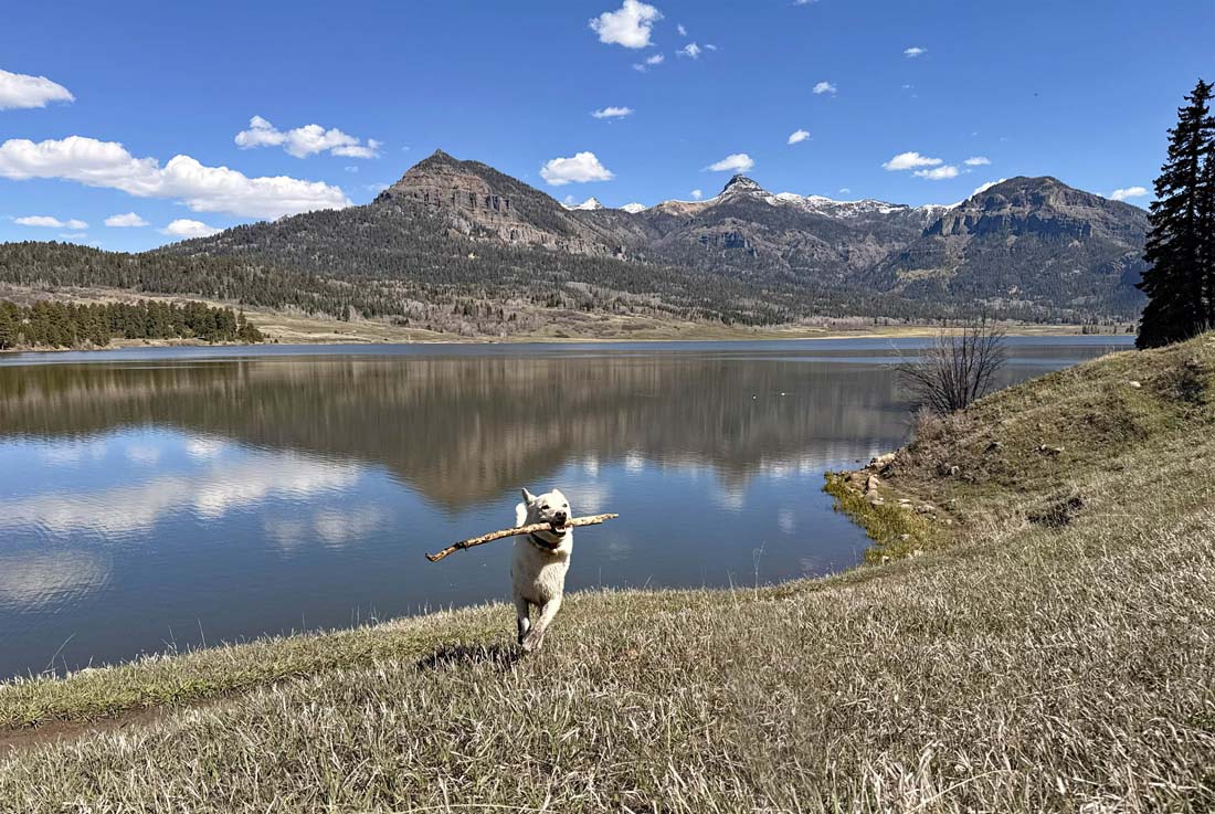 Happy pup at the lake on a beautiful spring day! – pic taken 4/21/2026