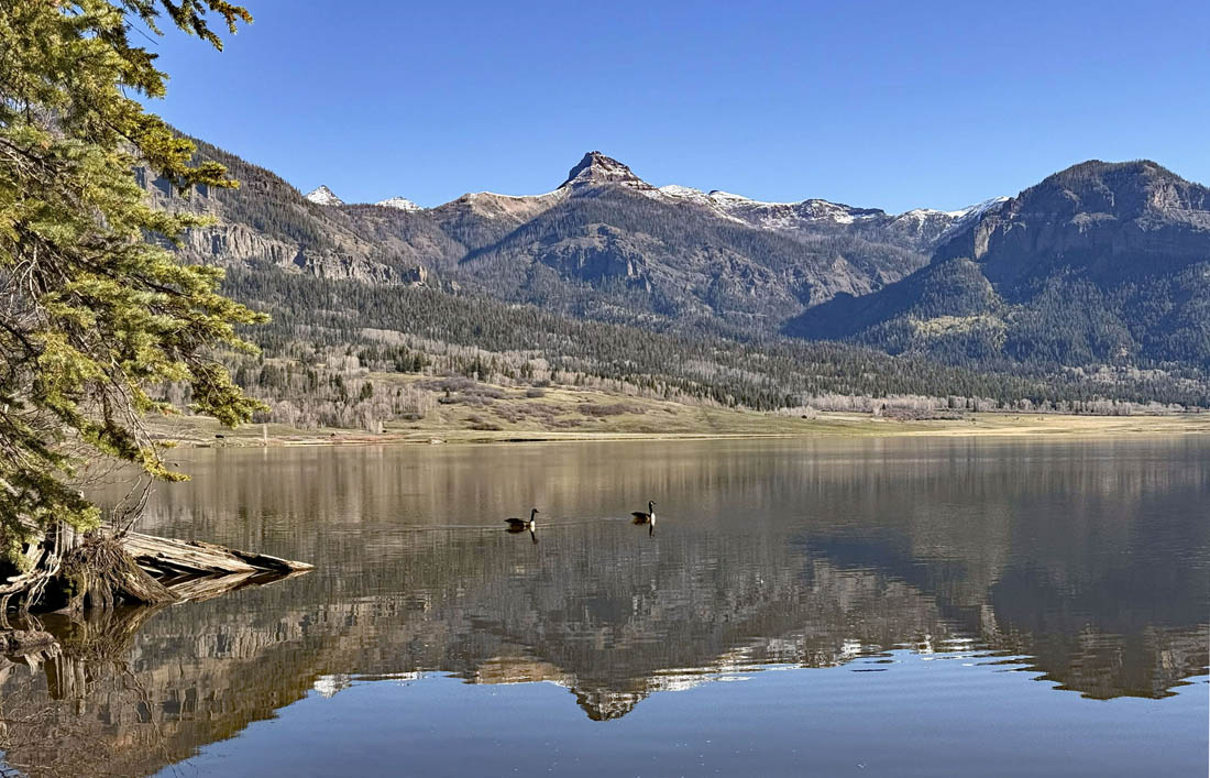 Geese at the lake on a beautiful spring morning  – pic taken 4/21/2026