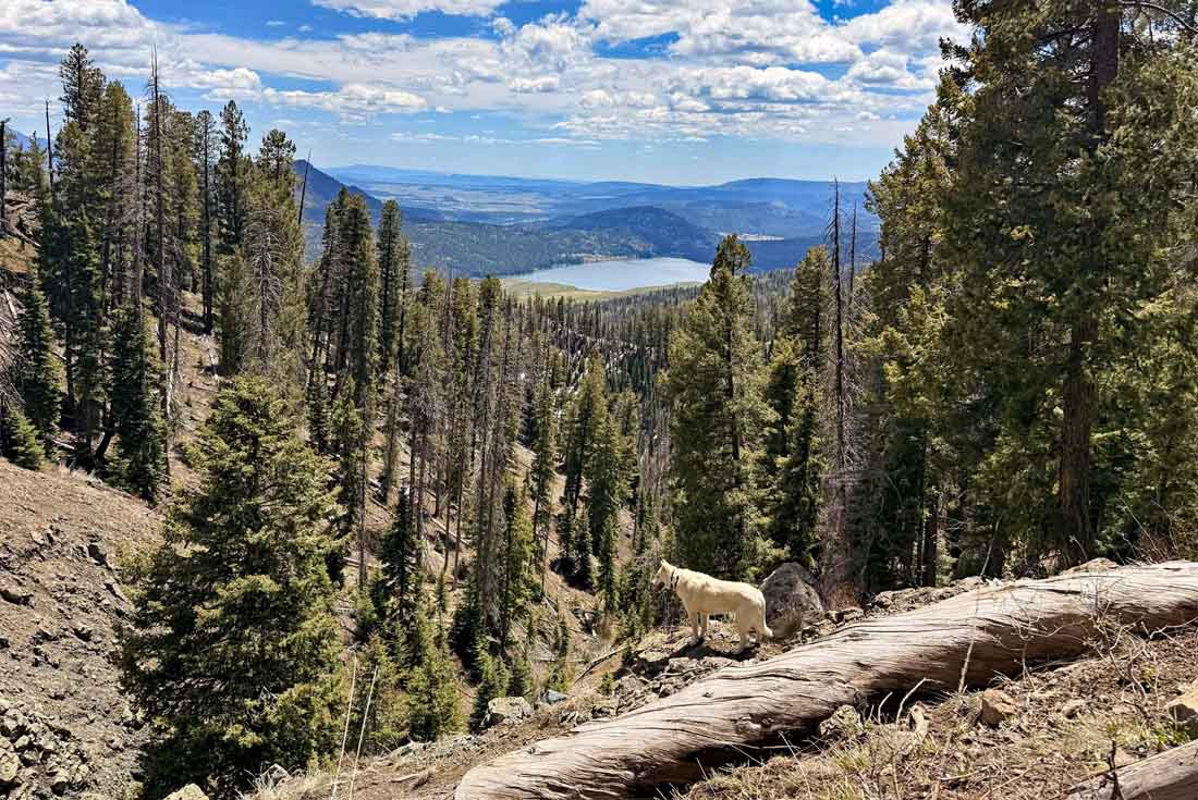 Tommy high above Williams Creek Reservoir on a beautiful spring day  – pic taken 5/8/2026