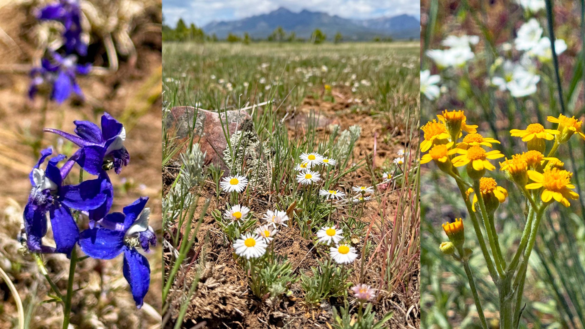 Wildflowers