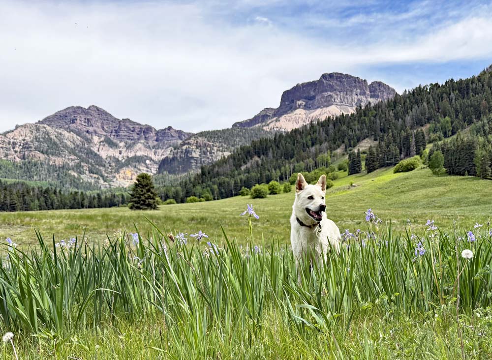 Tommy in the wild irises along the upper Weminuche – pic taken 6/7/2026