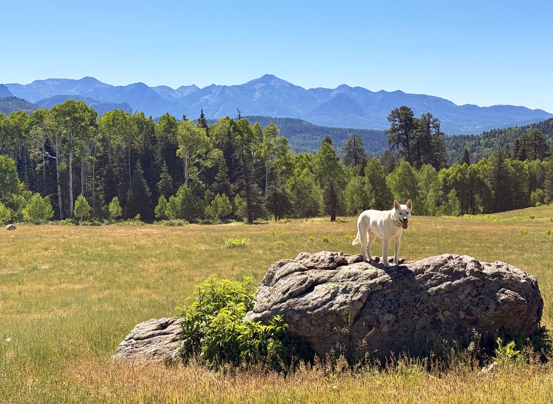 Dog on rock in meadow