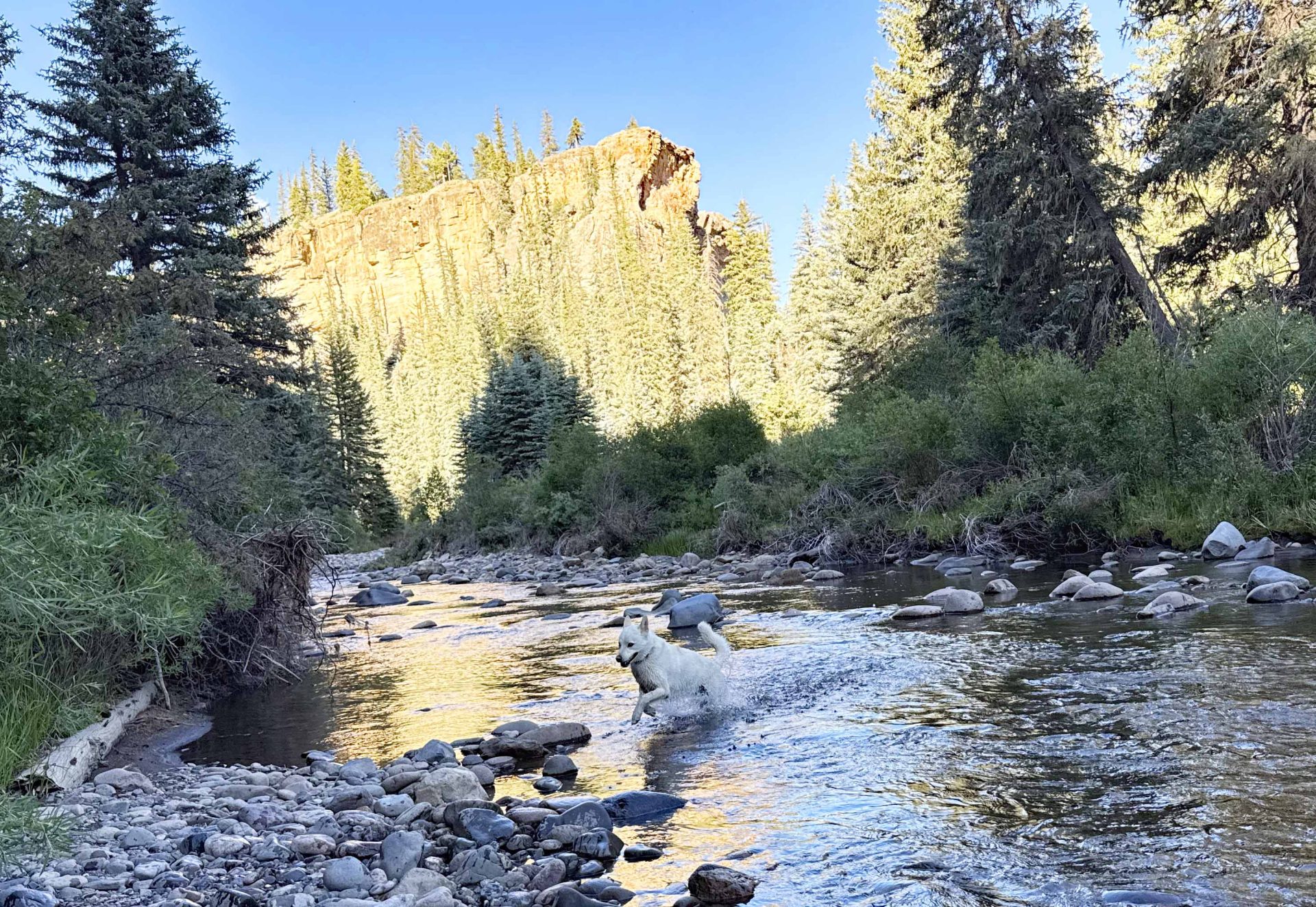 dog playing in a river