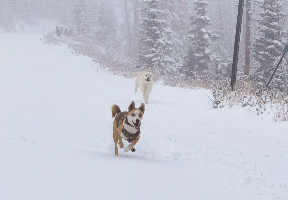The pups love the snow! This at 11,400ft, above Wolf Creek Pass. There was 4-6” of snow to play in. Roads were slick! – Pic taken 10/14/2026