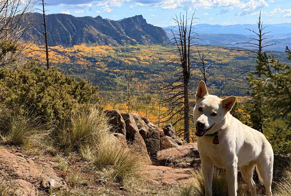 Tommy likes fall in our Pagosa paradise as much we do! – Pic taken 10/5/2026